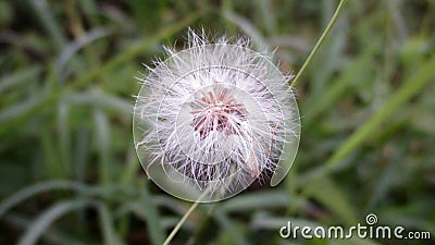 Vernonia Cinerea flower Stock Photo