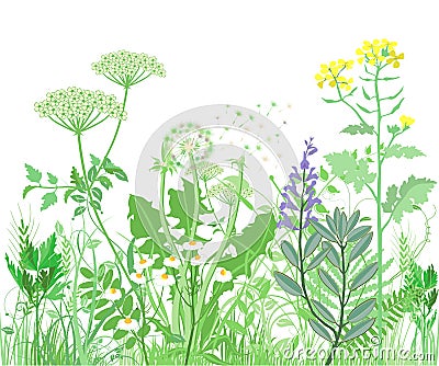 Herbal illustration Vector Illustration