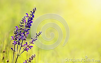Herbal medicine, blooming meadow sage purple flower - green natural background Stock Photo