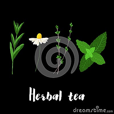 Herbal mint, chamomile, thyme, stevia illustration on black background Cartoon Illustration