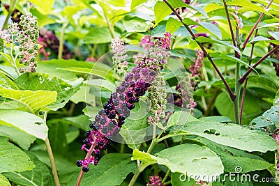 Herbal plant: Indian pokeweed Phytolacca acinosa Stock Photo