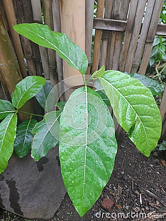 Herbal plant used by the Sasak tribe on the island of Lombok, Indonesia as a skin patch for swollen skin caused by broken bones Stock Photo