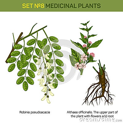 Herbal robinia pseudoacacia or black locust branch of tree with leaves in blossom and althaea officinalis or marshmallow Vector Illustration