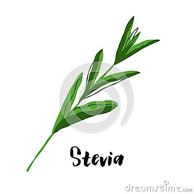 Herbal stevia illustration isolated on white background Cartoon Illustration