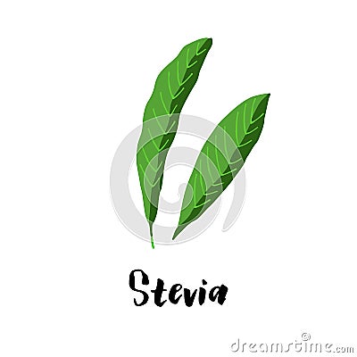 Herbal stevia illustration isolated on white background Cartoon Illustration