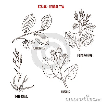 Herbal tea Essiac alternative treatment for cancer Vector Illustration
