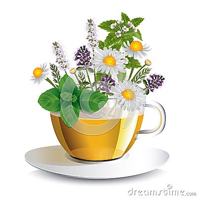 Herbal tea in a transparent cup with aromatic herbs Vector Illustration