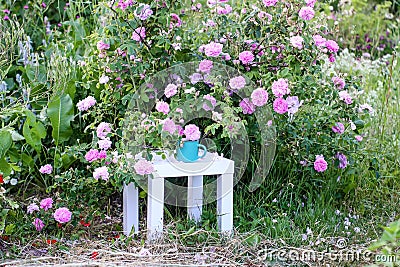 Herbal tea on a white table and pink roses in bloom in a summer garden Stock Photo