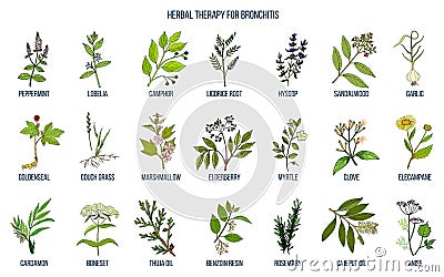 Herbal therapy for bronchitis Vector Illustration