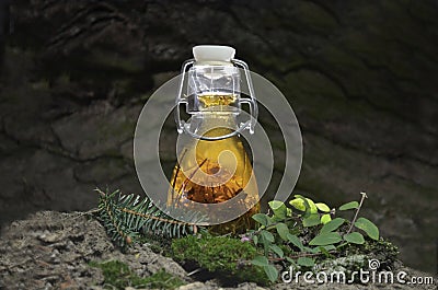 Herbal tincture bio eco organic. Bottle, glass. Stock Photo