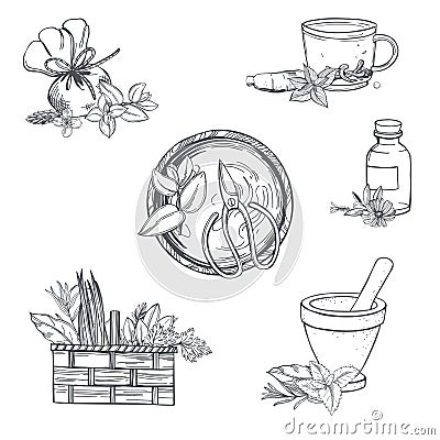 Herbalist set. Sketch illustration Vector Illustration