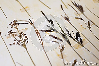 Herbarium Stock Photo