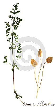 Olive herbarium herbs Stock Photo