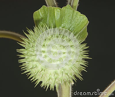 Herbarium Datura inoxia Stock Photo