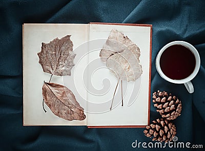 Herbarium of dried leaves in a book on a blue sheet next Stock Photo