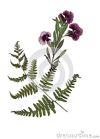 Herbarium with dry pressed Green summer meadow plant on white background. Vector Illustration