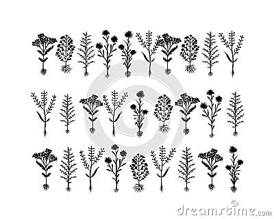 Herbarium flowers with roots, sketch for your Vector Illustration