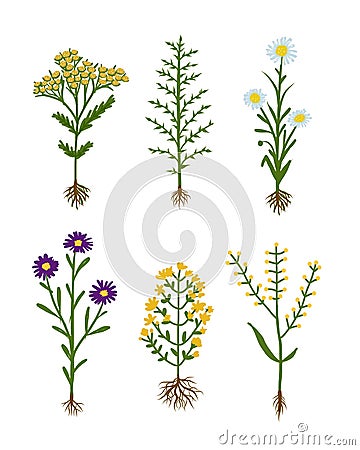 Herbarium flowers with roots, sketch for your Vector Illustration