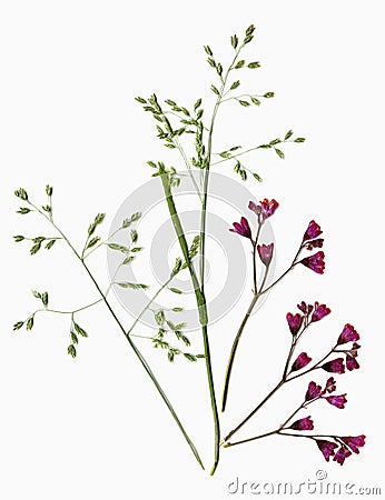 herbarium, oshibana. dried red flowers. isolated on white background Stock Photo