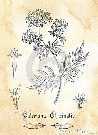 Herbarium- Valeriana Officinalis Cartoon Illustration