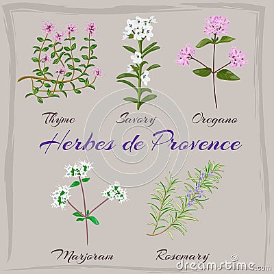 Herbes de Provence. Vector Illustration