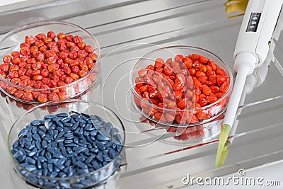 Herbicide-treated sunflower and corn seeds in a Petri dish on a metal tray with a dispenser Stock Photo