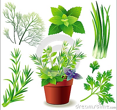 Herbs Vector Illustration