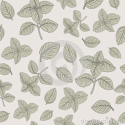 Basil seamless vector pattern herbs drawing Vector Illustration