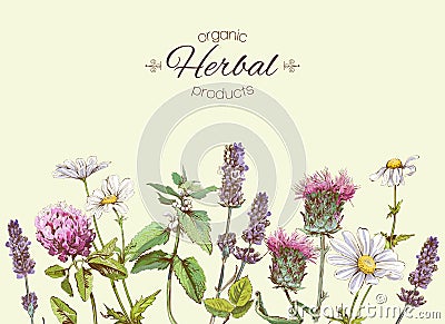 herbs banner Vector Illustration