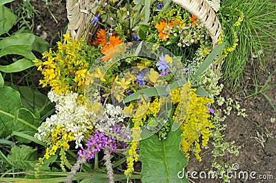 Herbs with basket Stock Photo