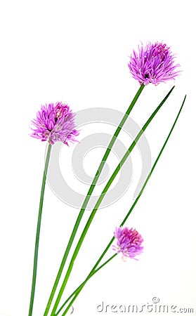 Herbs chives flowers Stock Photo