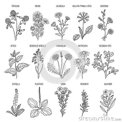 Herbs collection. Medical healthy flowers and herbs nature plants for garden rosemary lavender dandelion vector hand Vector Illustration