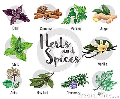 Herbs, condiment and spices with parsley, mint, rosemary, red basil, dill, anise, cinnamon, ginger, bay leaf, vanilla. Vector Illustration