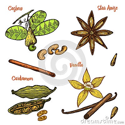 Herbs, condiments and spices. Vanilla and cinnamon, cashew and cardamom, seeds and star anise for the menu. Organic Vector Illustration