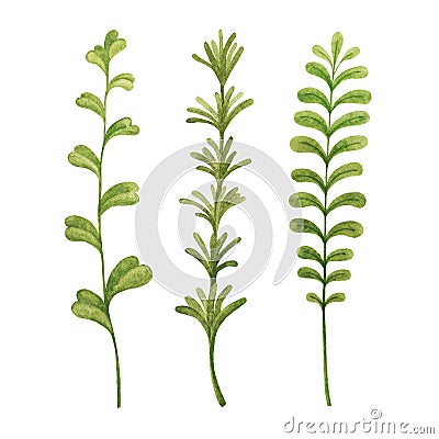 Herbs cooking rosemary, thyme, tarragon, mint, basil. Greenery watercolor sketch hand drawn botanical clipart. Stock Photo