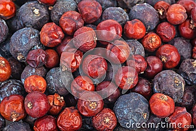 Herbs: Dried high juniper Juniperus excelsq berries Stock Photo