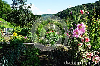 Herbs in the garden Stock Photo