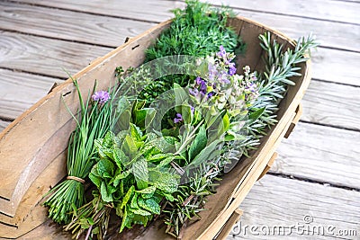 Herbs fresh from kitchen garden in harvest basket: chives, mint, thyme, rosemary, dill, sage with edible purple flowers Stock Photo