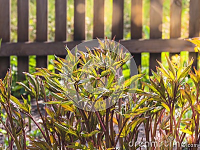 Herbs growing in the garden Stock Photo