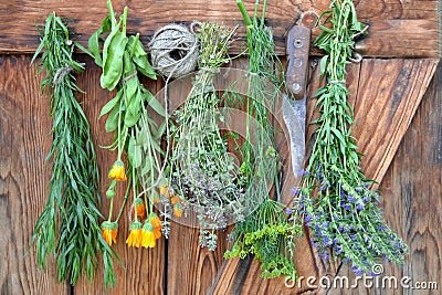 Herbs Hanging and Drying Stock Photo
