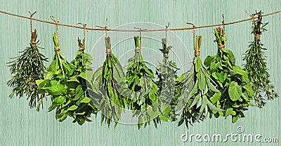 Herbs hanging from rope Stock Photo