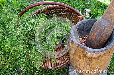 Herbs for healthy living Stock Photo