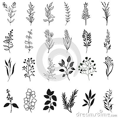 Herbs icon vector set. herbarium illustration sign collection. herb symbol. plant logo. Vector Illustration