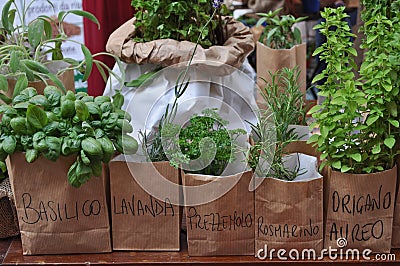 herbs with italian names Stock Photo