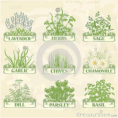 Herbs Vector Illustration