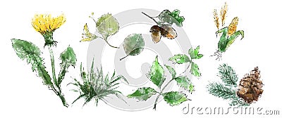 Herbs, leaves, flowers. Allergenic plants Stock Photo