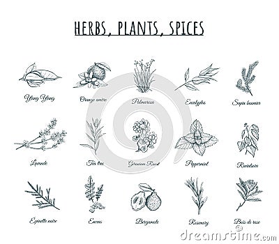 Herbs, plants and spices vector illustration. Vector Illustration