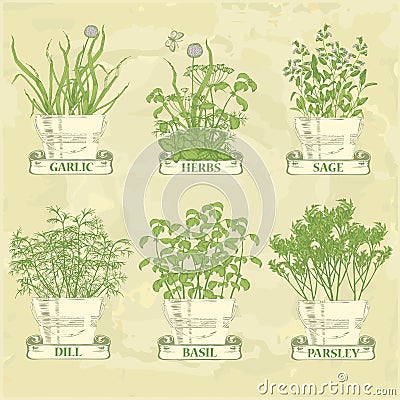 Herbs Vector Illustration