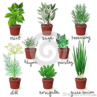 Herbs in pots Vector Illustration