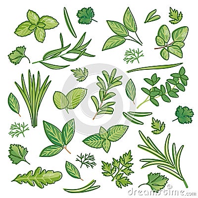 Herbs set as fresh herbal food seasoning items collection outline concept Vector Illustration